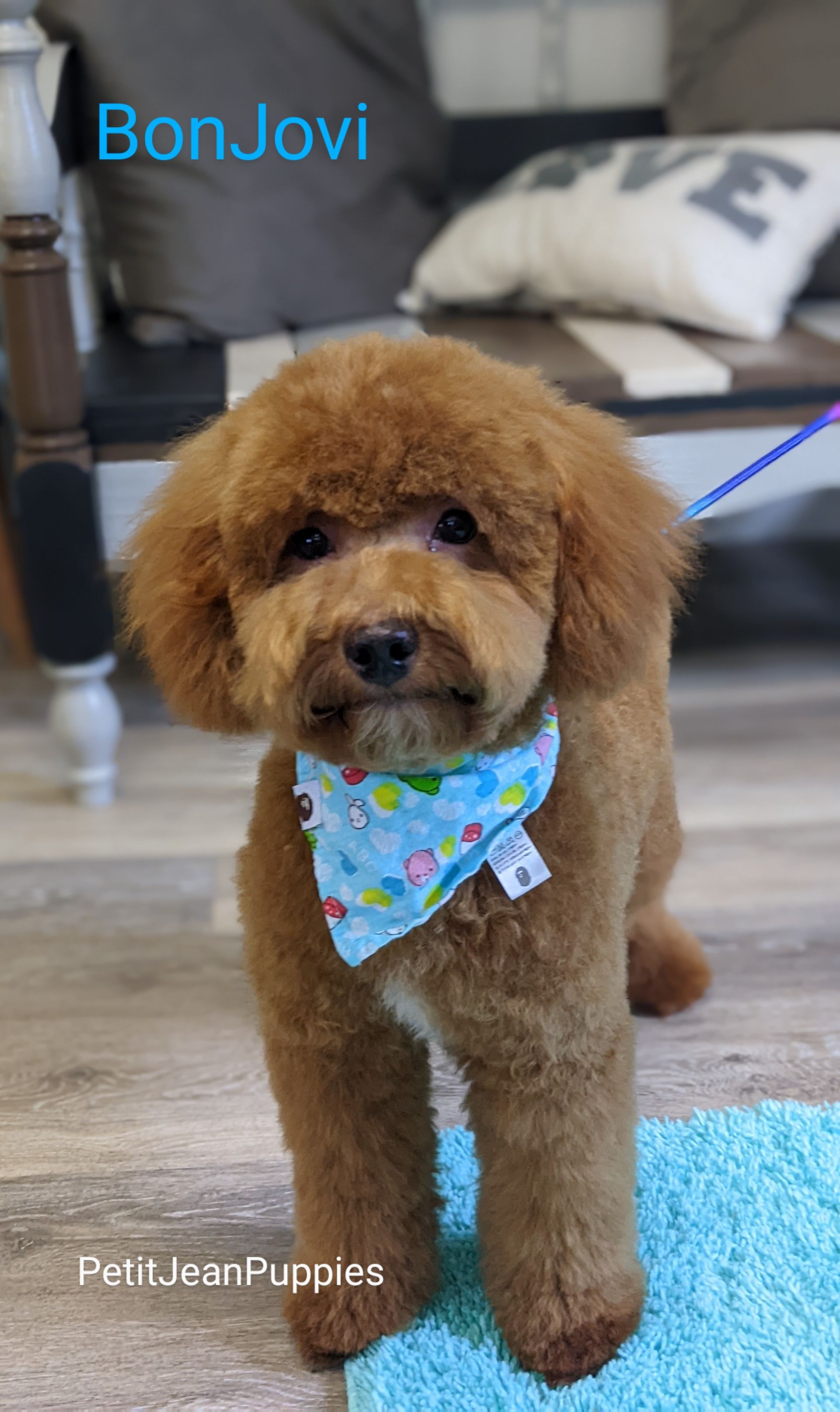 Petit Jean Puppies Goldendoodles, Cavapoos & Cavapoochons