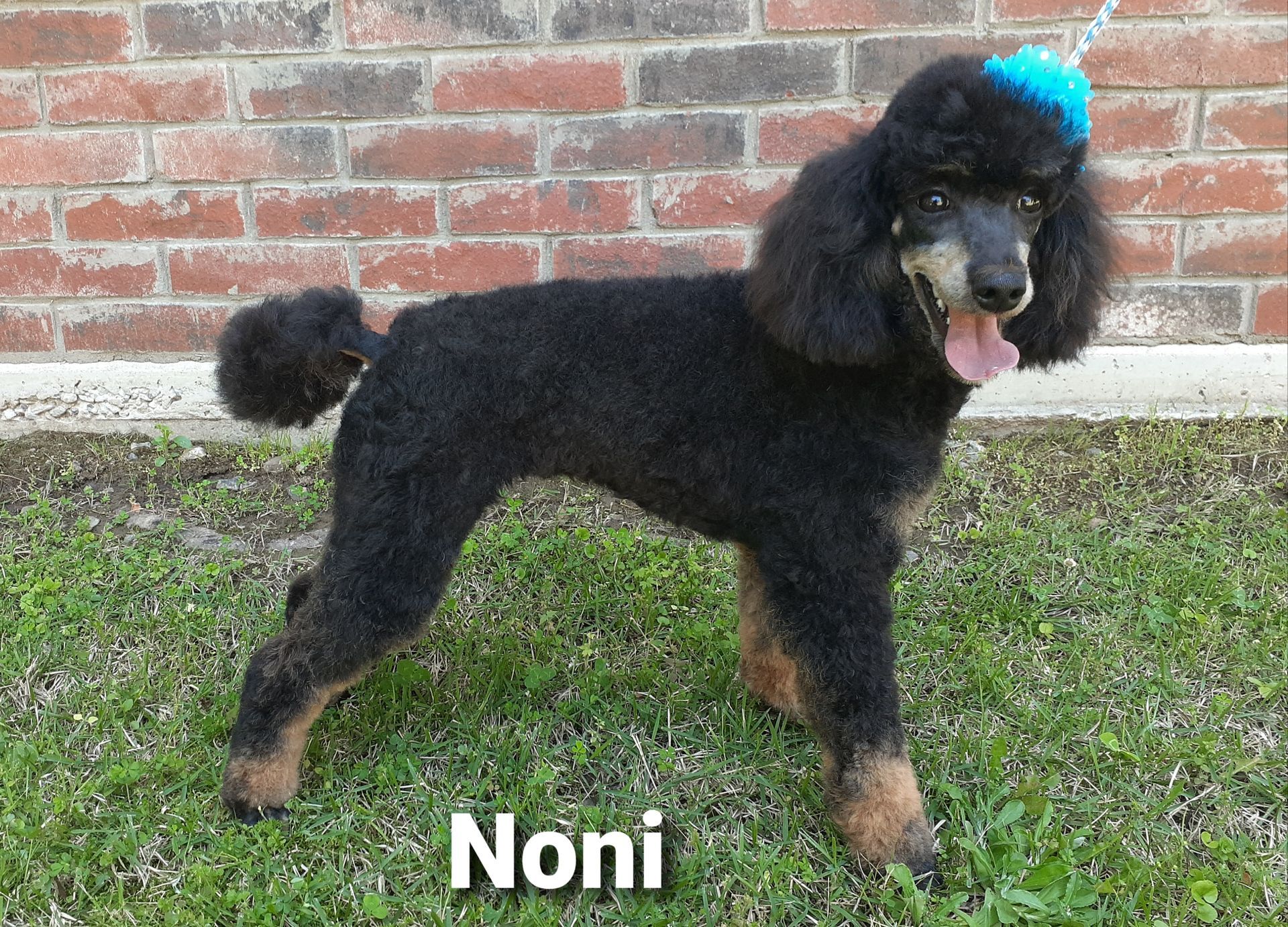 Black poodle with blue bow standing on grass in front of a brick wall, tongue out, named Noni