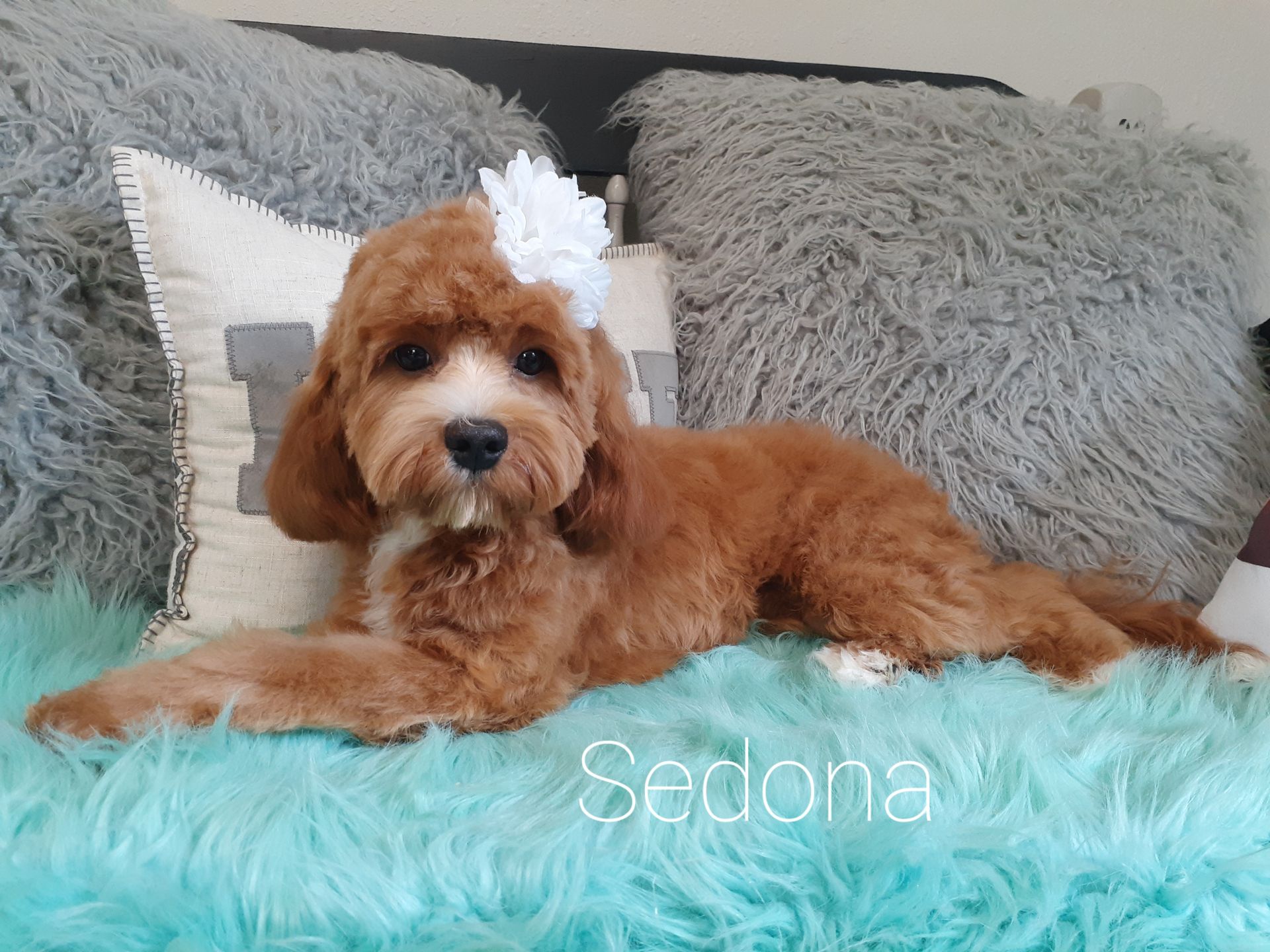 Brown puppy with a white bow lying on a turquoise blanket with fluffy gray pillows, named Sedona