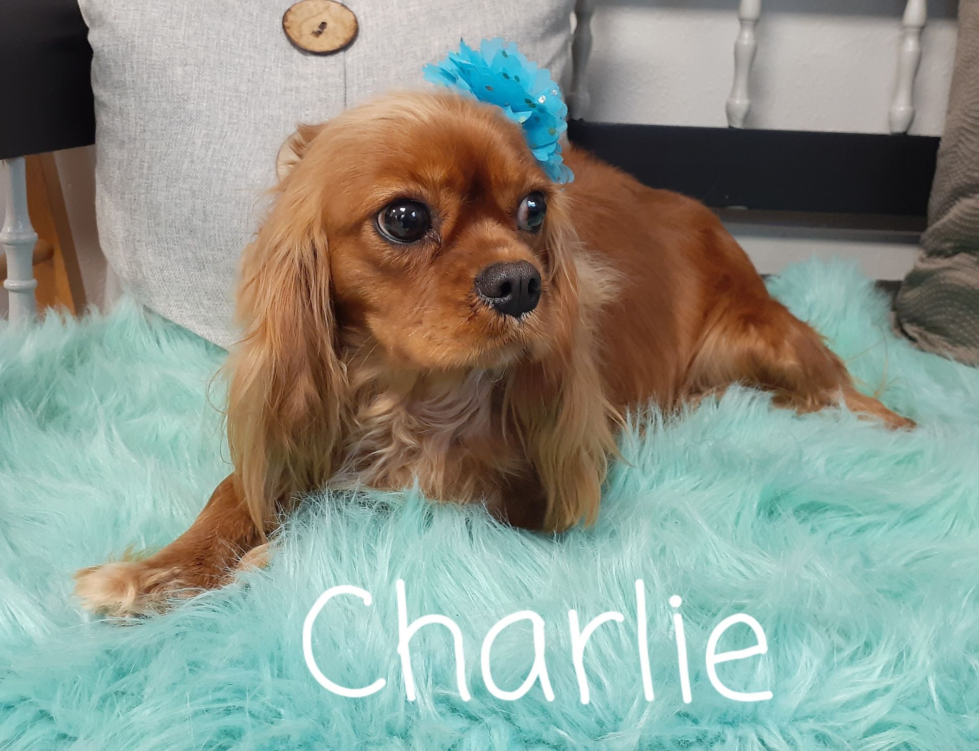 Small brown dog with blue bow lying on a fluffy teal rug, labeled “Charlie”