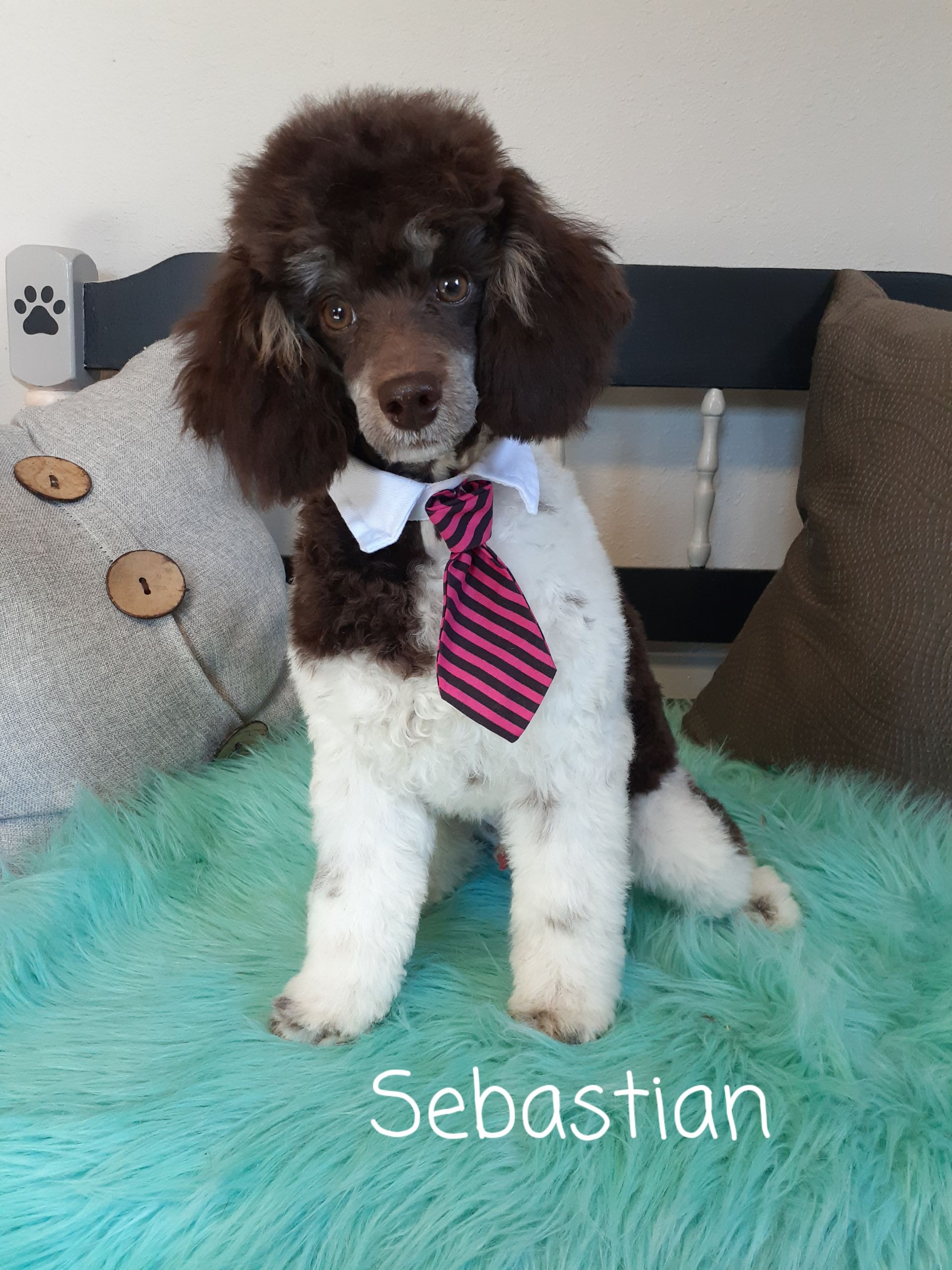 Brown-and-white poodle wearing a tie, sitting on a turquoise rug with the name Sebastian below.