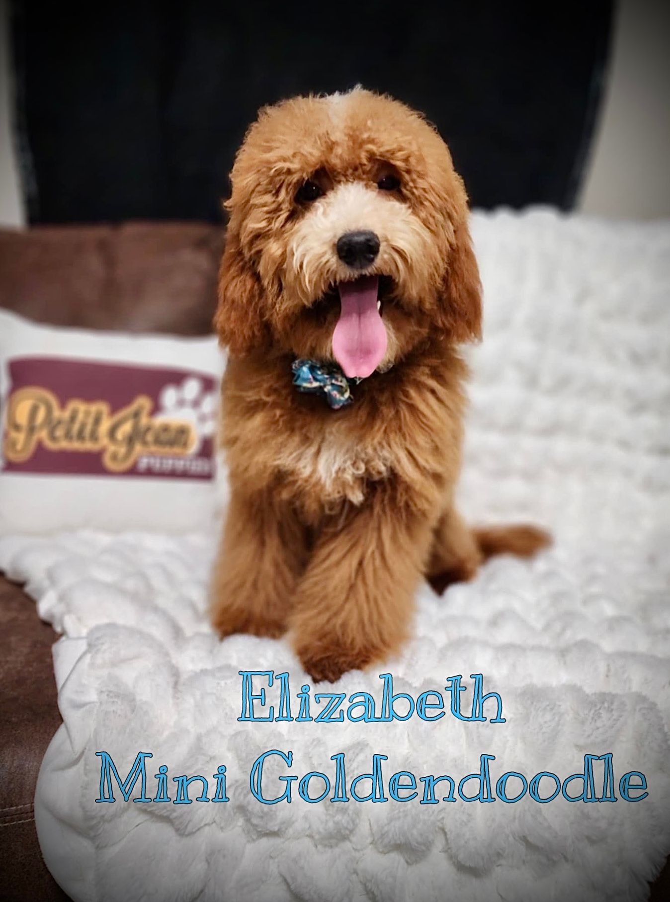 Fluffy apricot Goldendoodle sitting on a white bed, tongue out, with text “Elizabeth Mini Goldendoodle.”
