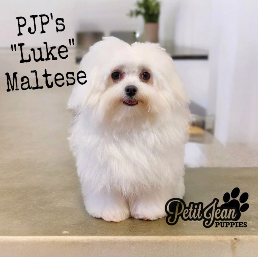 Small fluffy white Maltese puppy standing indoors on a beige floor, with text “PJP’s ‘Luke’ Maltese.”