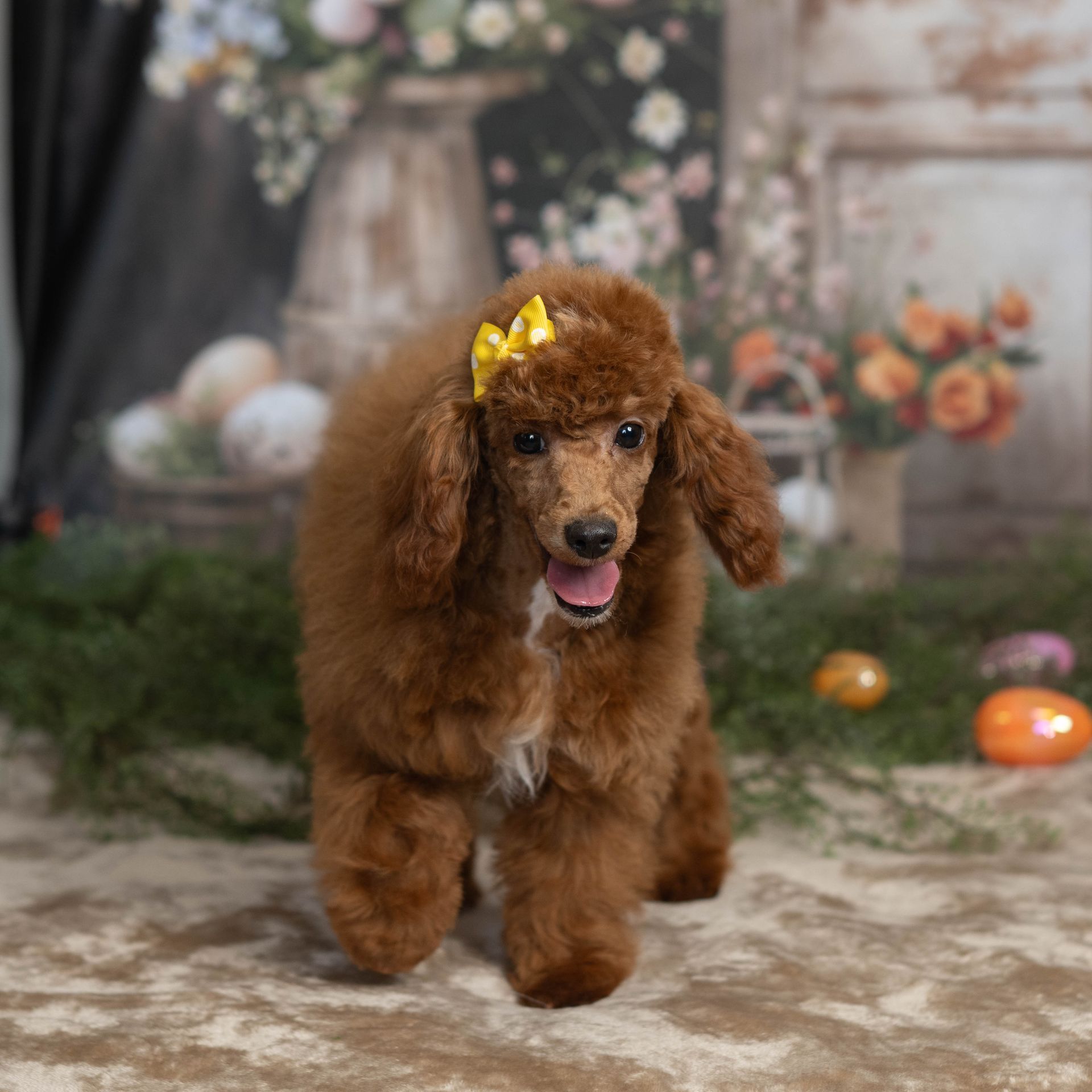 Small brown poodle with a yellow bow, standing on a floral backdrop and looking at the camera.
