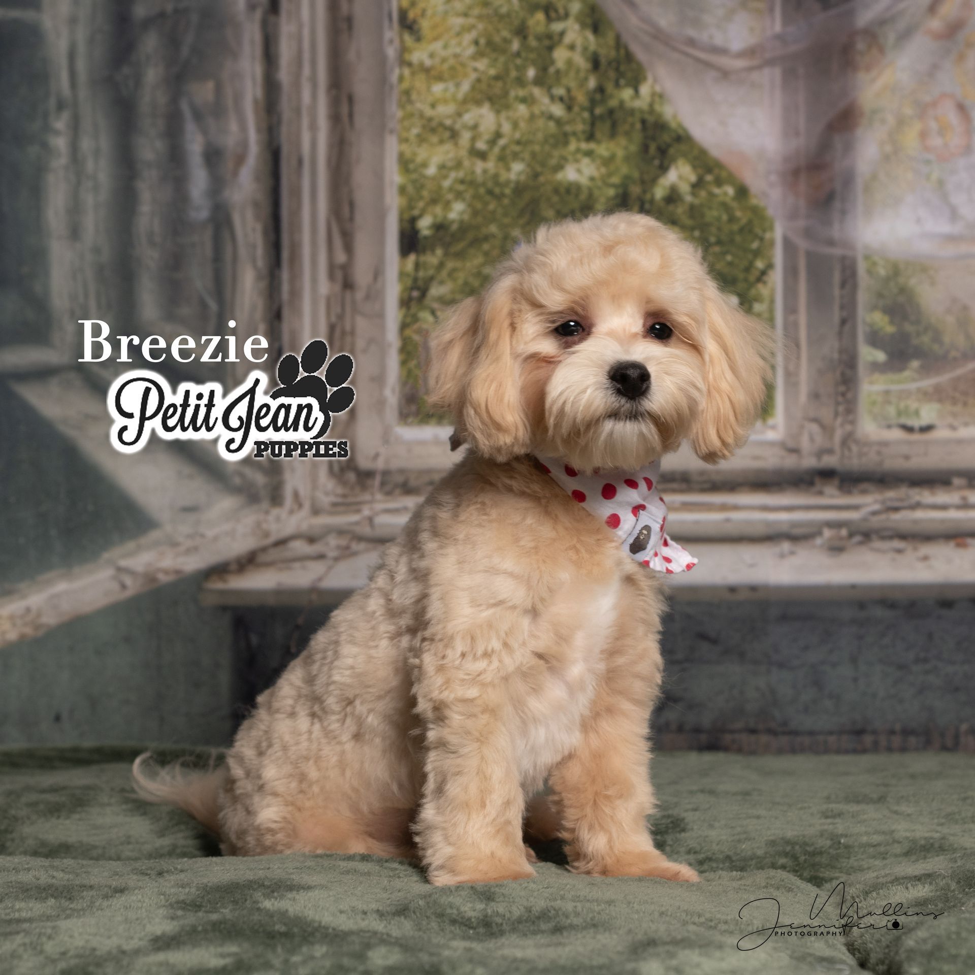 Small fluffy tan puppy with a pink bow sitting on a gray bench in front of a draped backdrop.