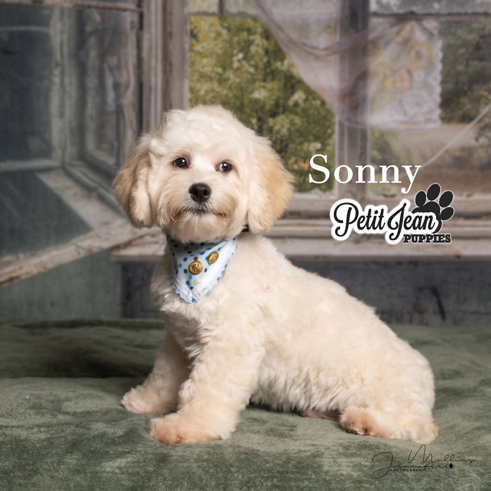 Small cream-colored dog with a blue bandana sitting on a green rug indoors, labeled “Sonny.”