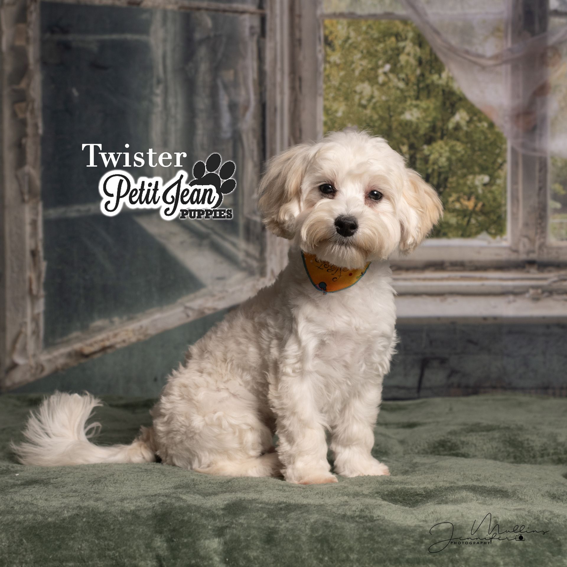 Small white fluffy dog sitting on a green rug by a window, wearing a tan collar.