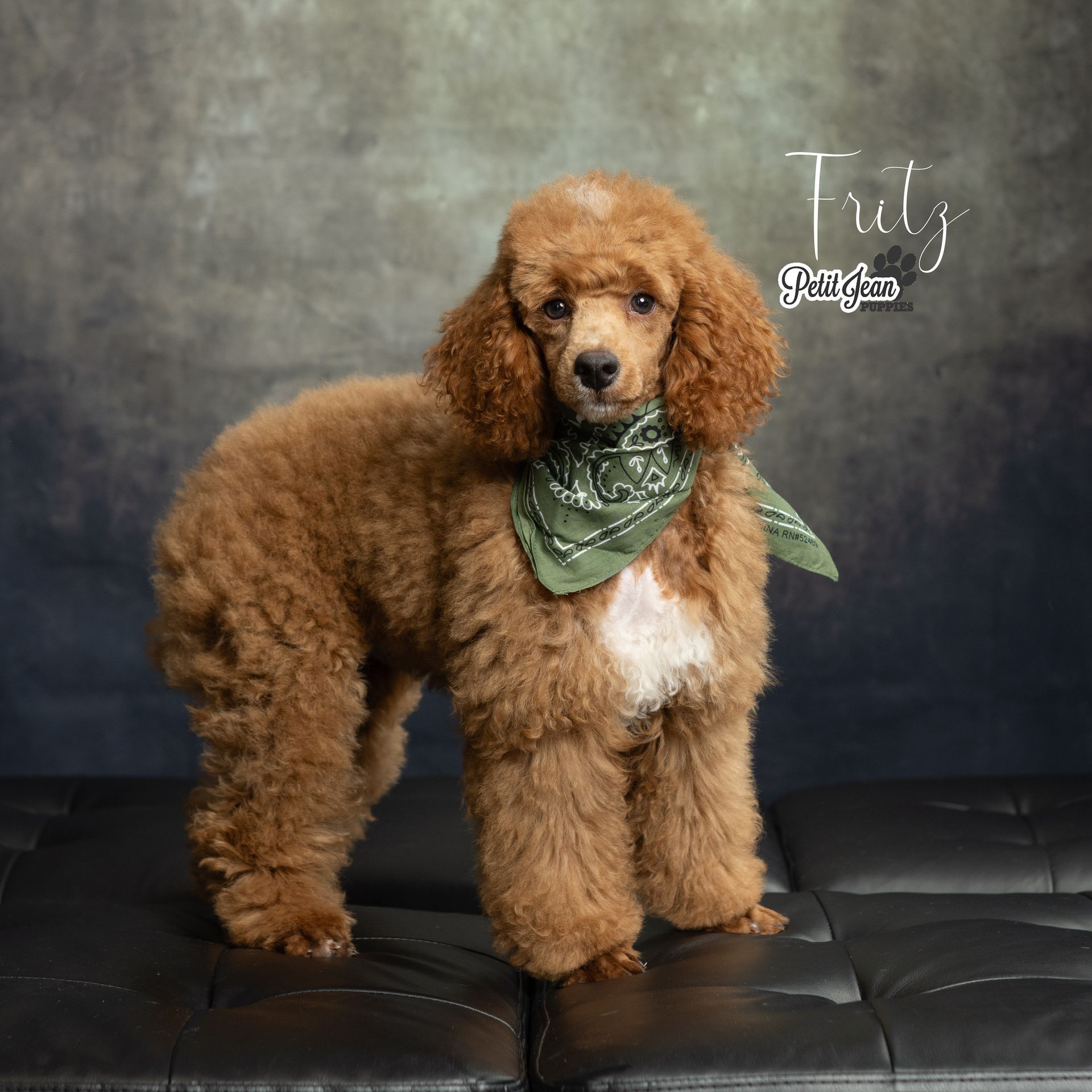Brown curly dog with green bandana standing on a black couch against a studio backdrop
