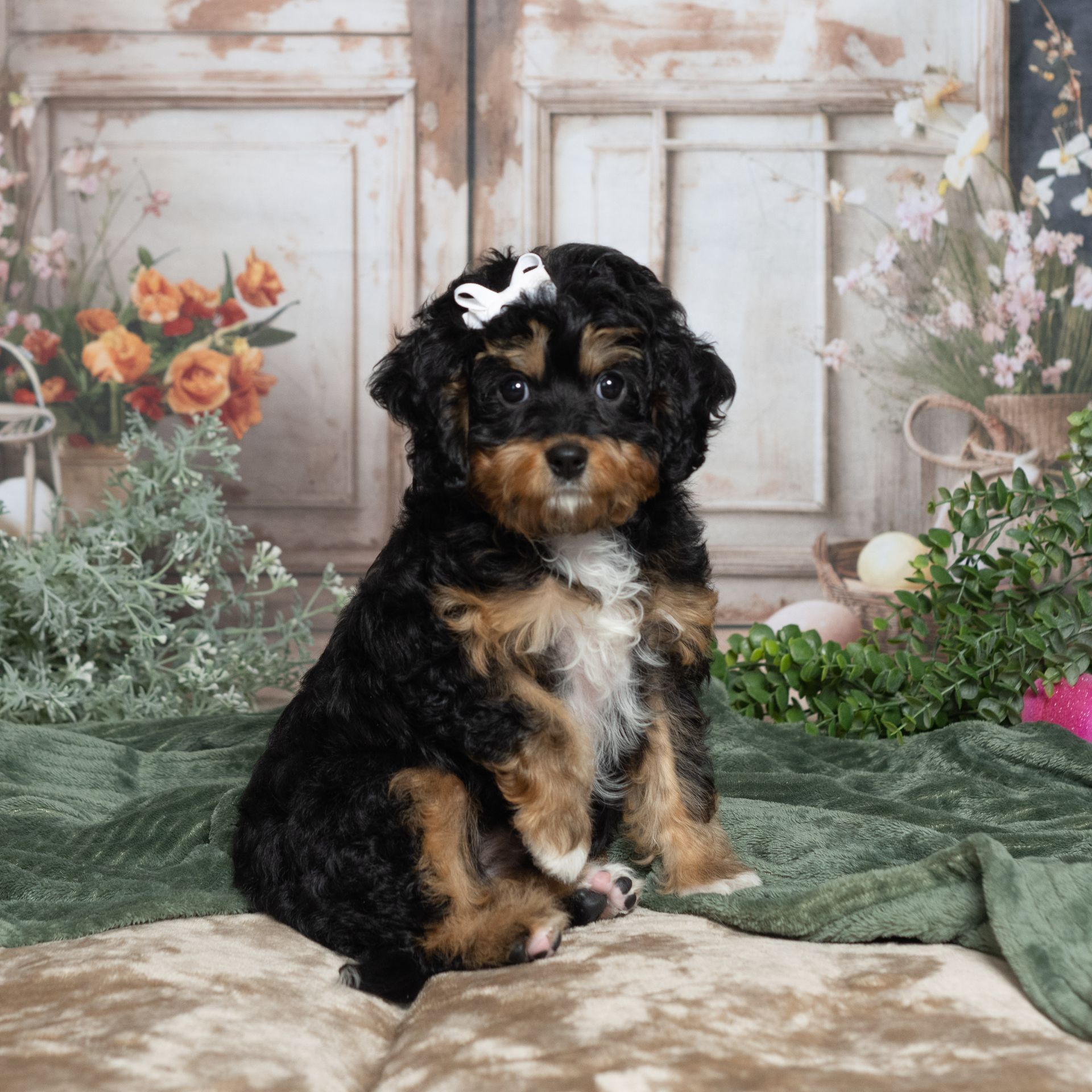 Small black, white, and tan puppy sitting on a blanket in a rustic floral studio backdrop