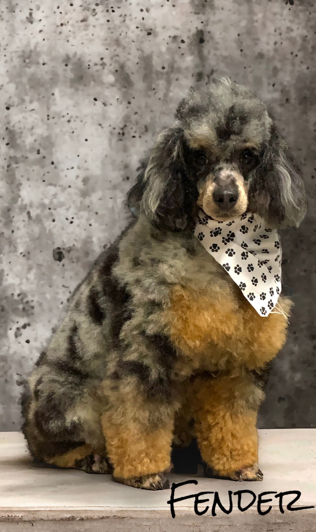 Black-and-tan dog with spotted bandana sitting against a gray backdrop, labeled “Fender”