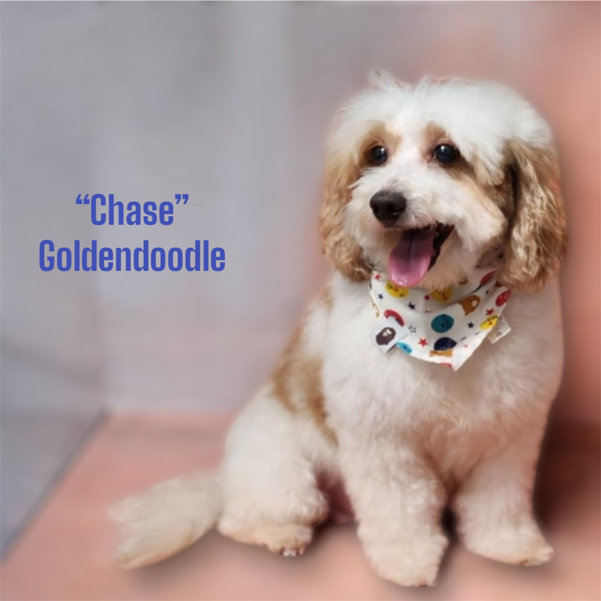 Chase, a cream and tan Goldendoodle, sitting with a colorful bandana and tongue out on a pink backdrop.