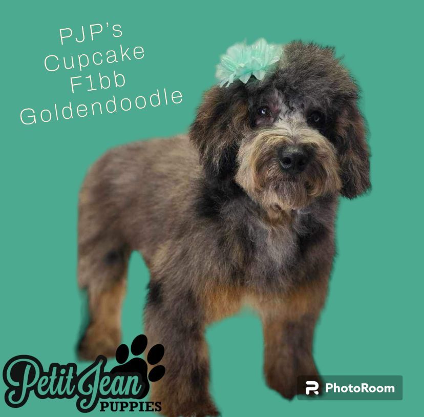Brown Goldendoodle puppy with teal bow on teal background, labeled PJP’s Cupcake F1b Goldendoodle.