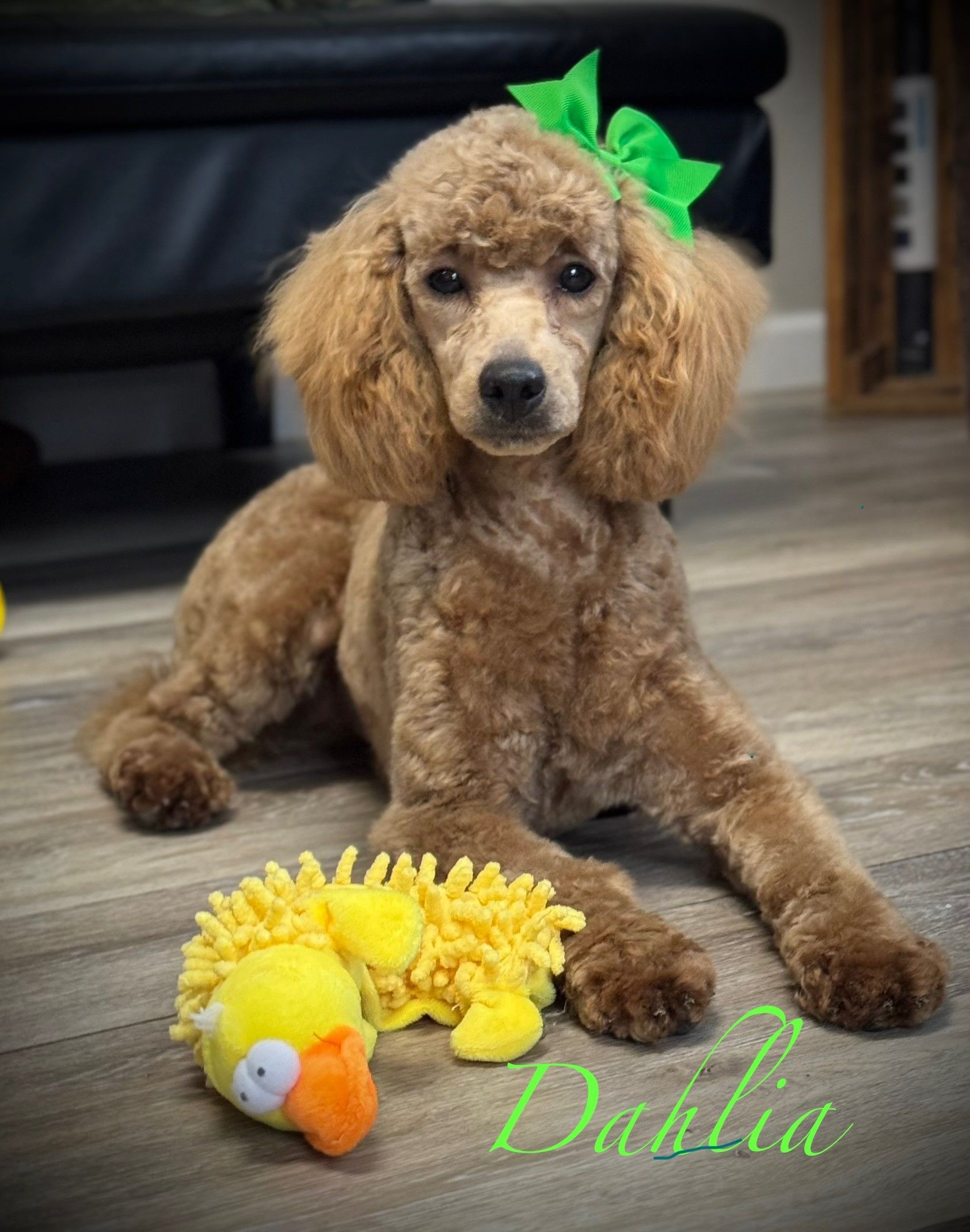 Apricot poodle puppy with green bow lies on floor beside yellow plush toy, labeled “Dahlia”