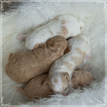 A group of brown and white puppies sleeping on a white blanket