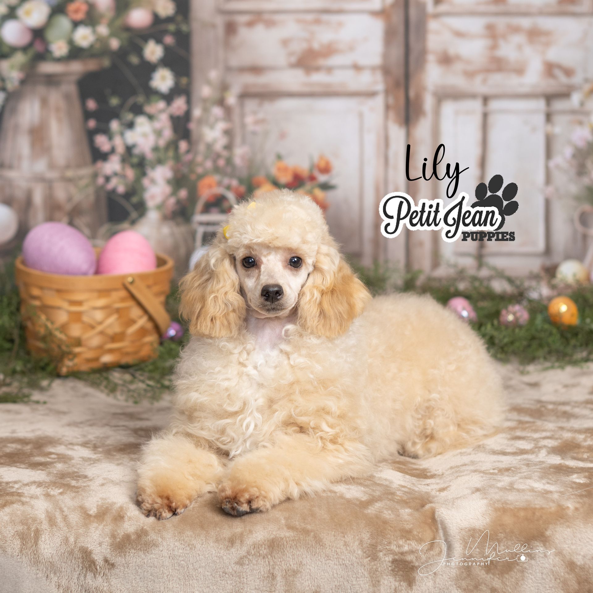 Cream poodle lying on a fluffy rug beside Easter eggs and flowers in a rustic studio backdrop