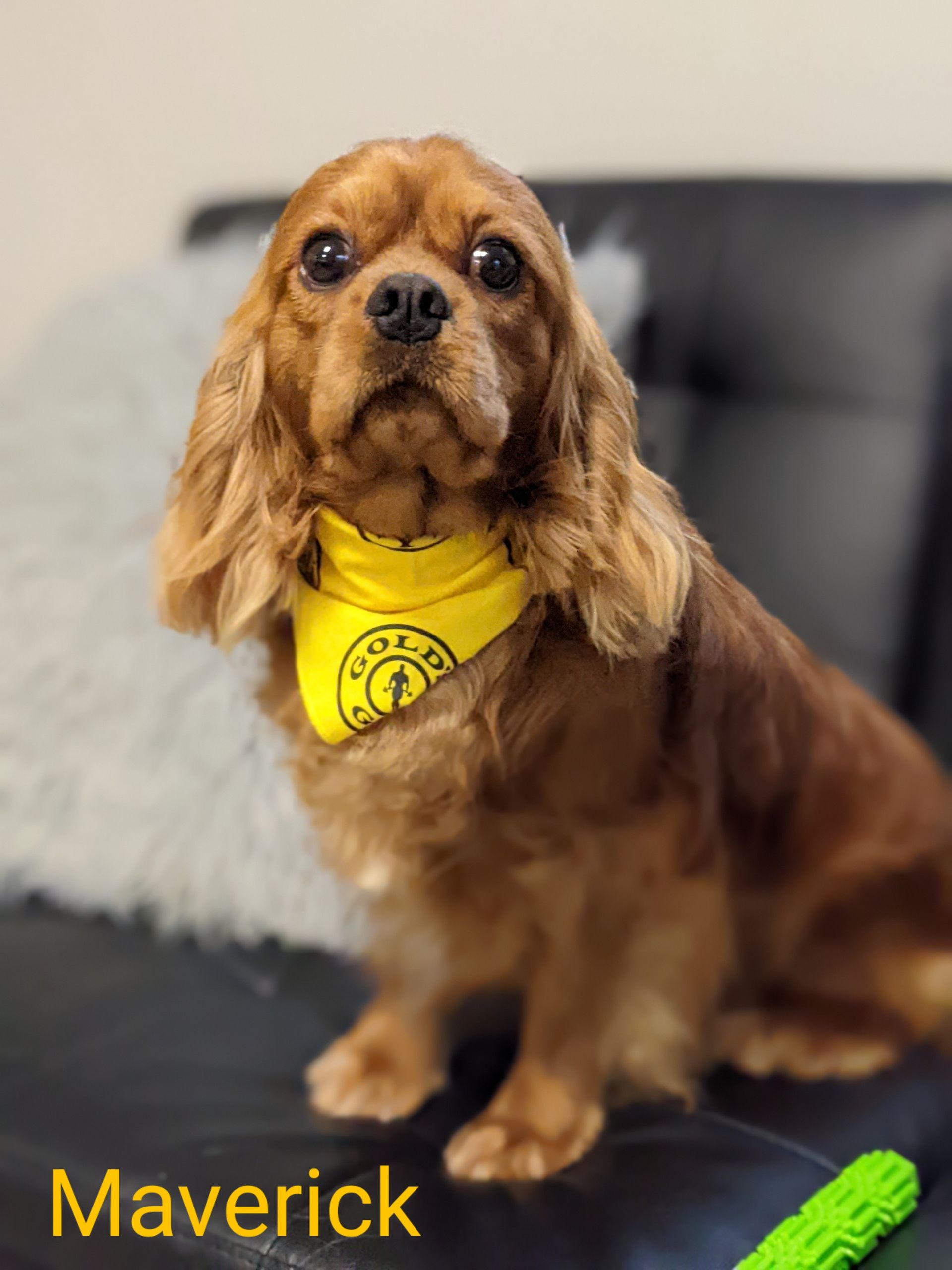 Brown dog named Maverick wearing a yellow bandana, sitting on a couch