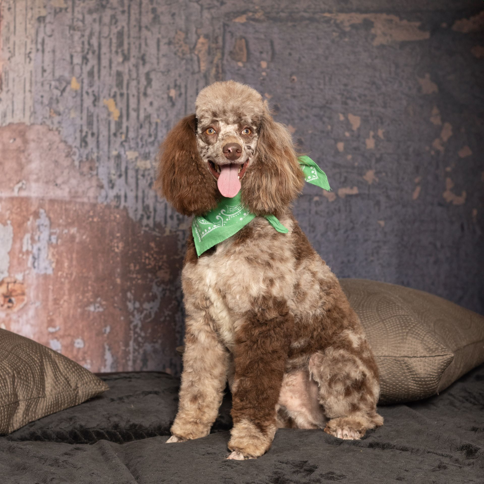 Small brown poodle with a green ribbon sitting on a couch, tongue out, against a textured wall.