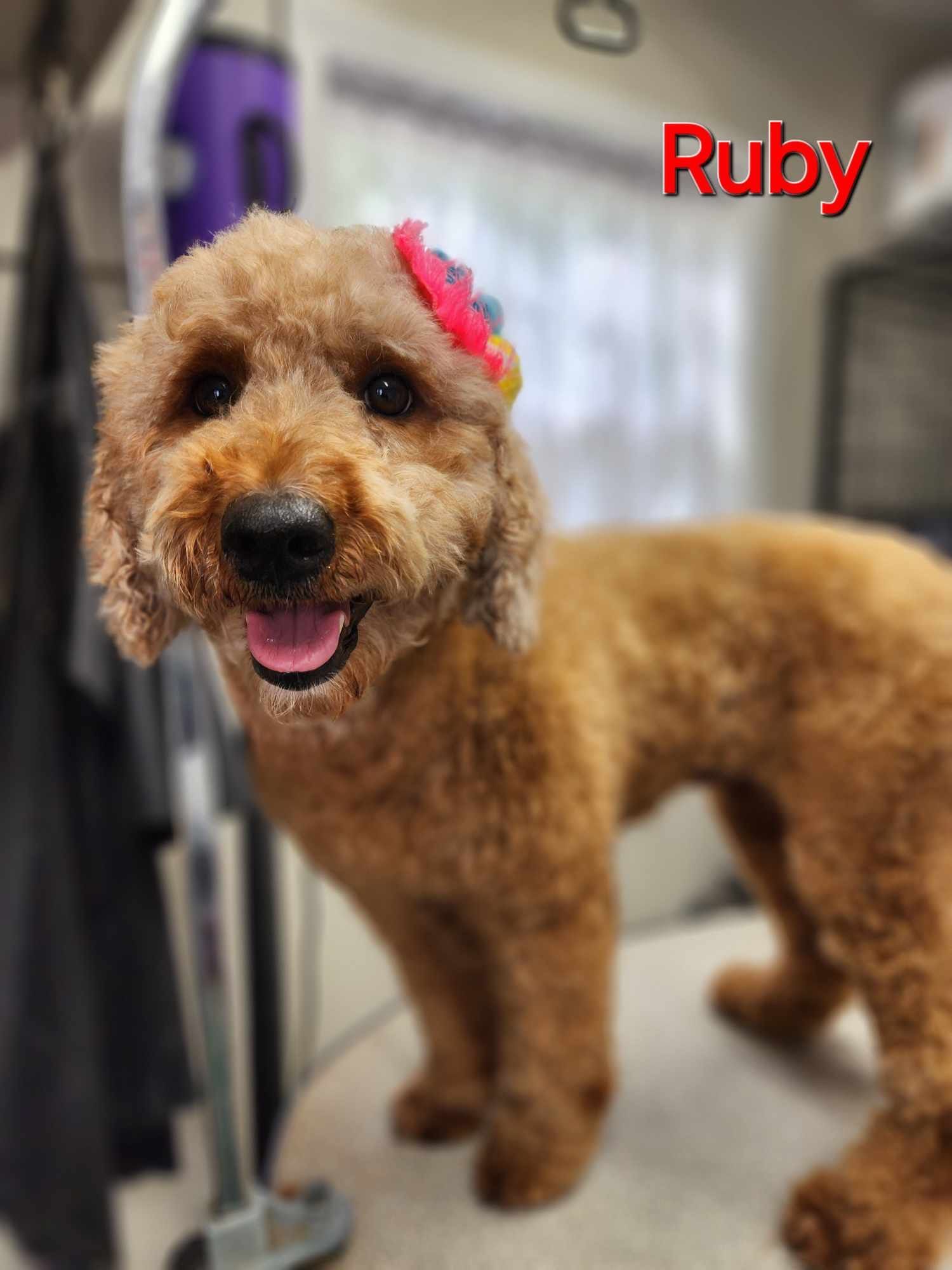 Brown poodle with a pink bow, standing in a grooming salon and looking at the camera with its tongue out.