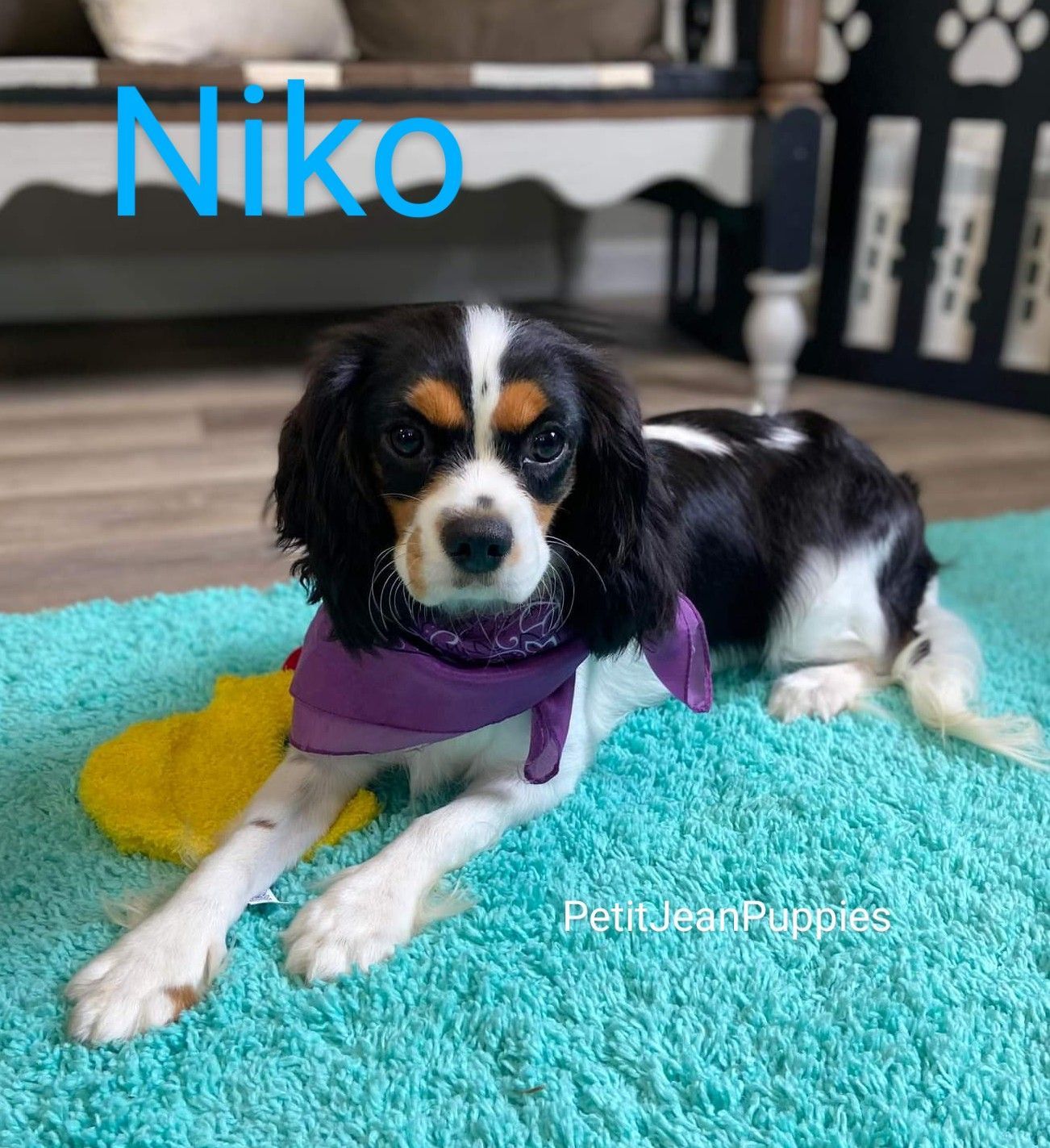 Black, white, and tan dog named Niko lying on a turquoise rug indoors, wearing a purple bandana