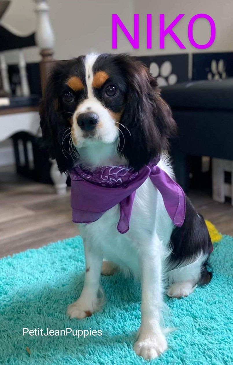 Petit Jean Puppies Goldendoodles, Cavapoos & Cavapoochons