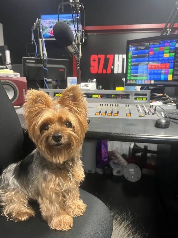 A small dog is sitting in a chair in front of a 97.7 radio station.
