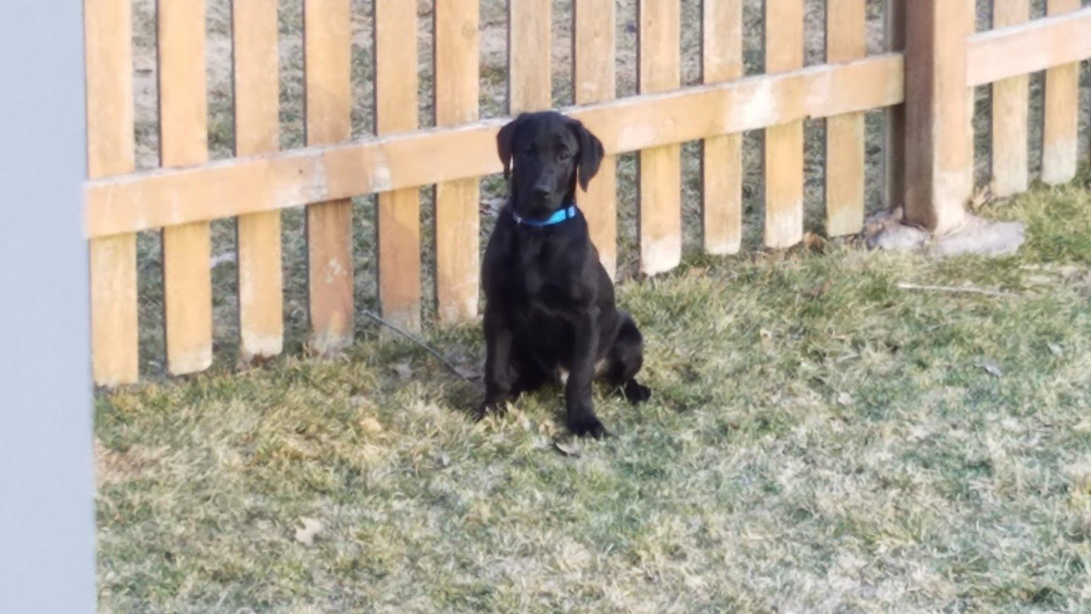 Black dog wearing a blue collar sitting by a wooden fence on grass.