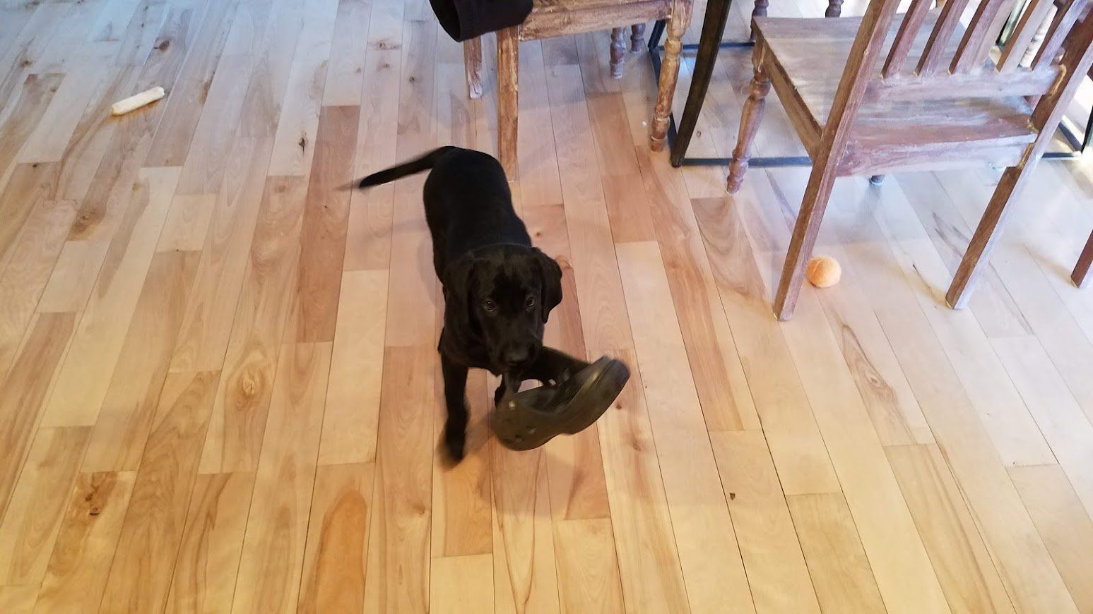 Black dog carrying a shoe across a wooden floor near chairs in a bright room