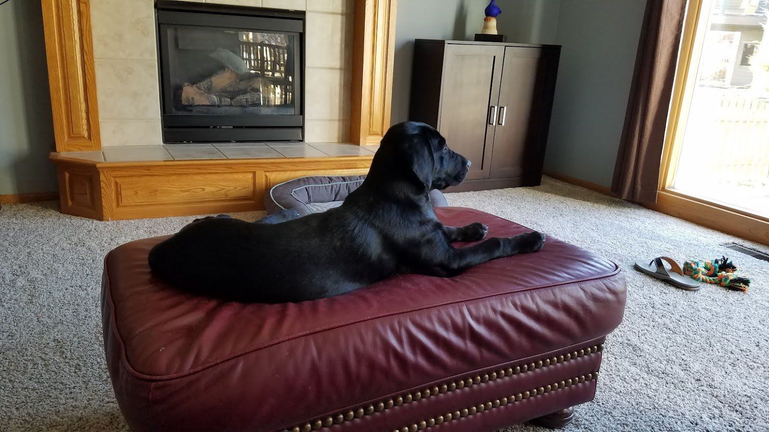 Black dog lying on a maroon ottoman in a living room near a fireplace