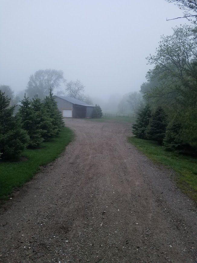 Foggy gravel driveway leading to a small building, lined with evergreen trees and grass.