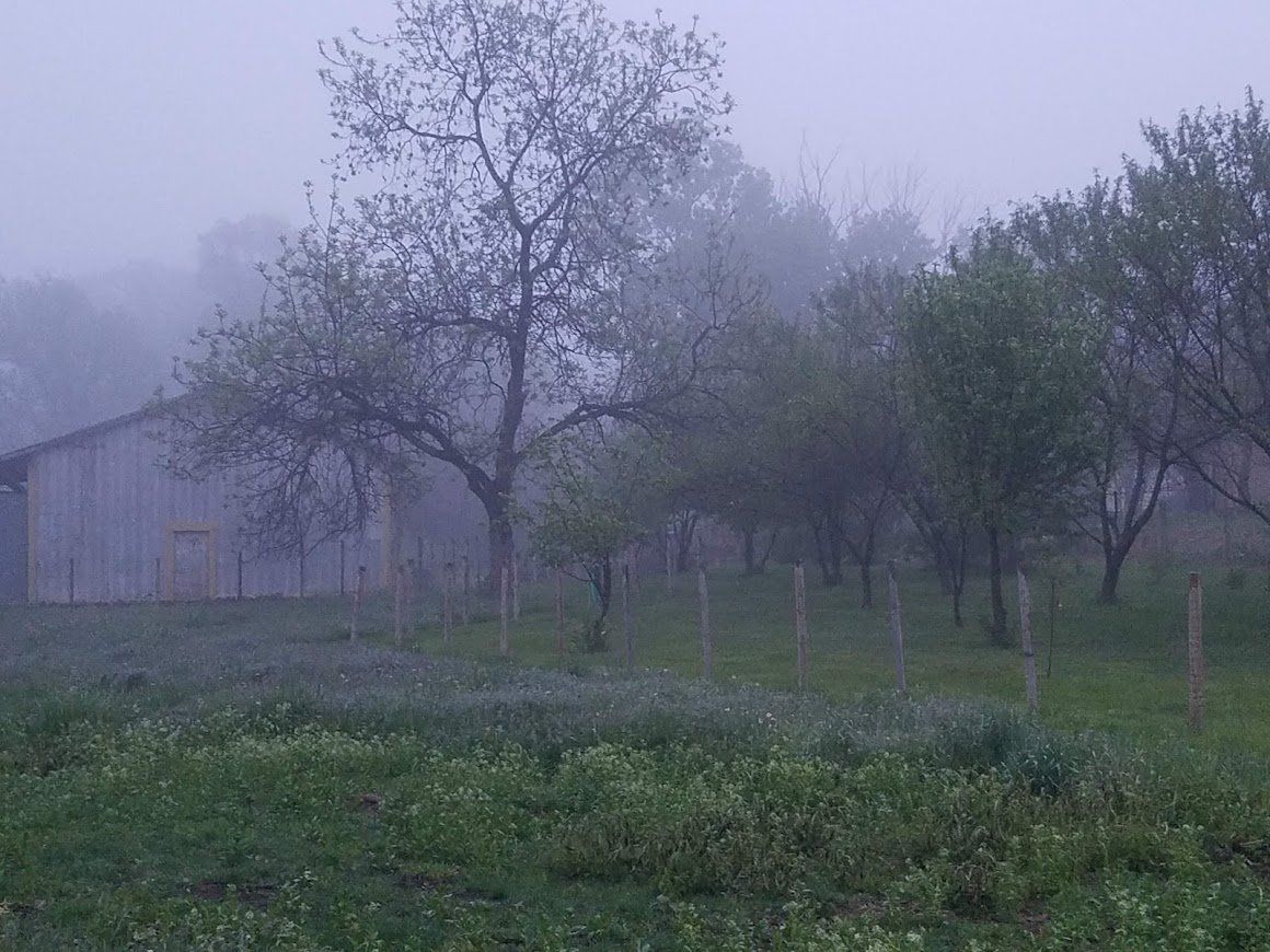 Foggy rural yard with trees and a small building in muted gray-green tones