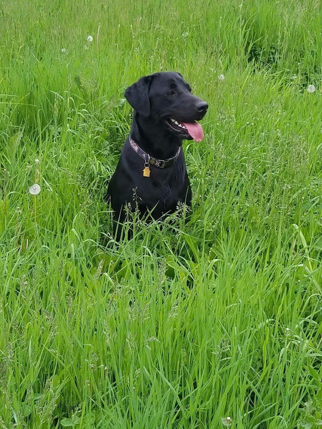 Black dog sitting in tall green grass with tongue out, wearing a collar.