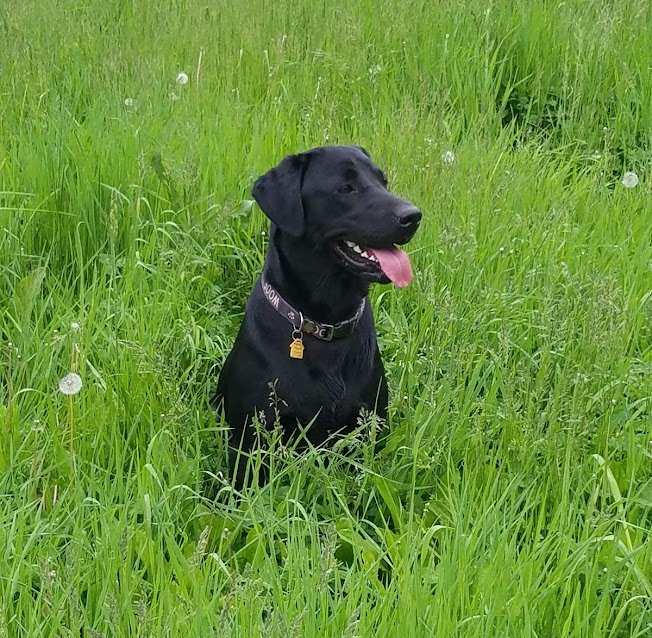 black lab