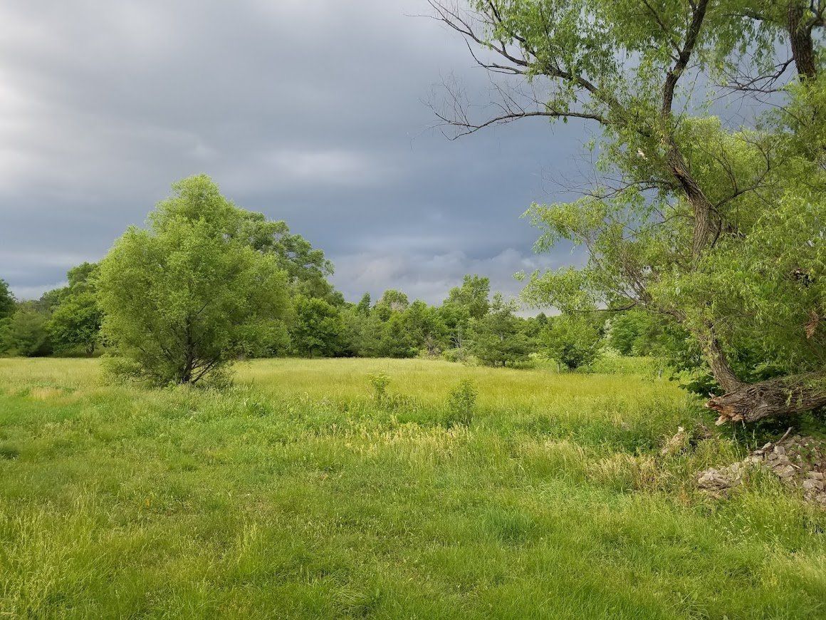 Green meadow with scattered trees under dark cloudy sky