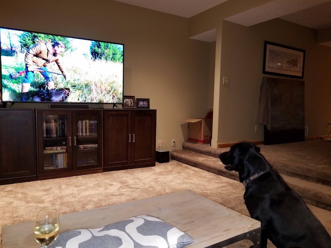Living room with a black dog watching TV on a stand, beige carpet, and a coffee table in the foreground