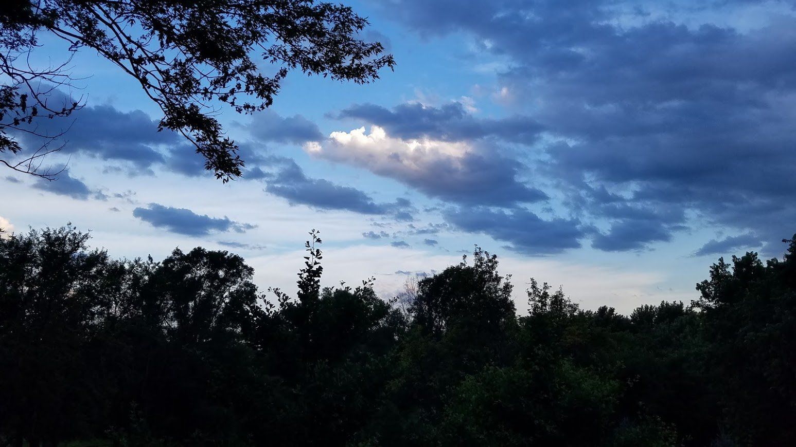 Dark tree line under a blue, cloud-filled dusk sky with silhouetted branches overhead