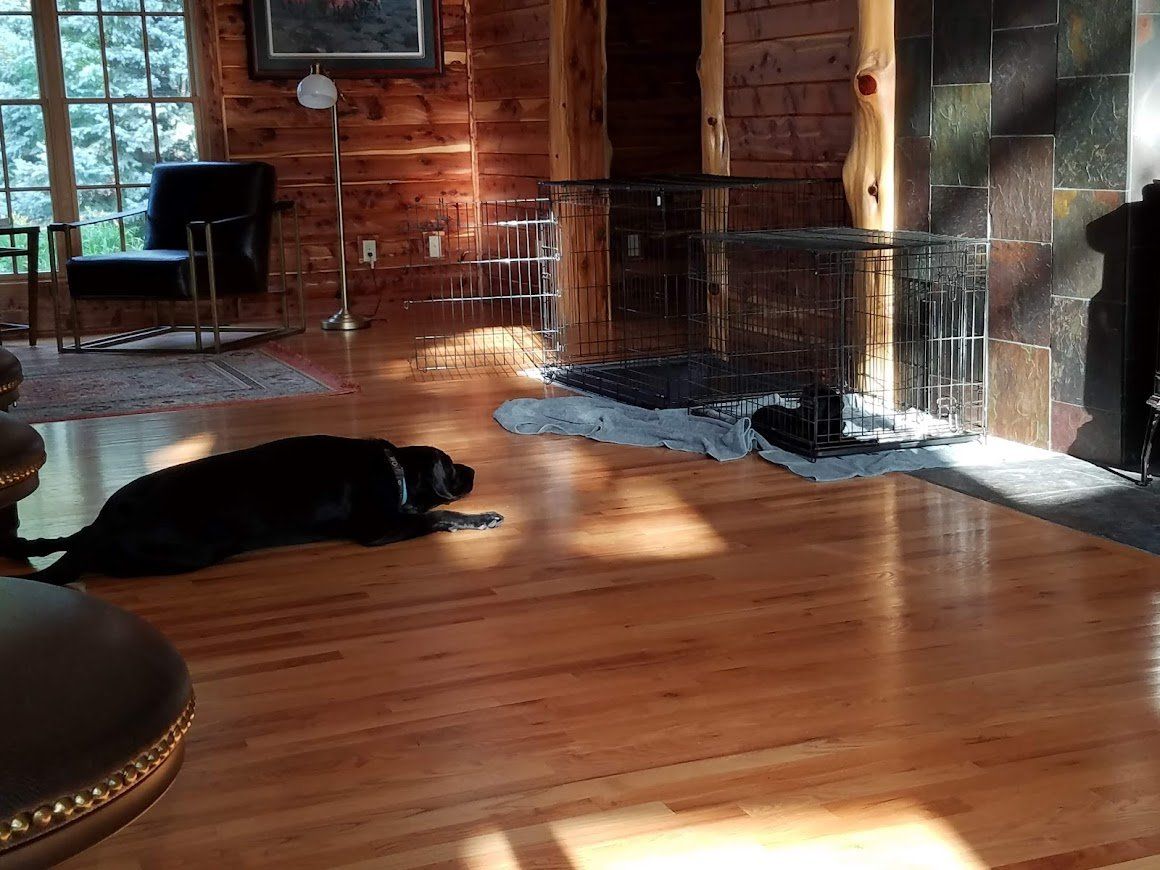 Black dog lying on a hardwood floor in a rustic living room by a fireplace and sunlit windows