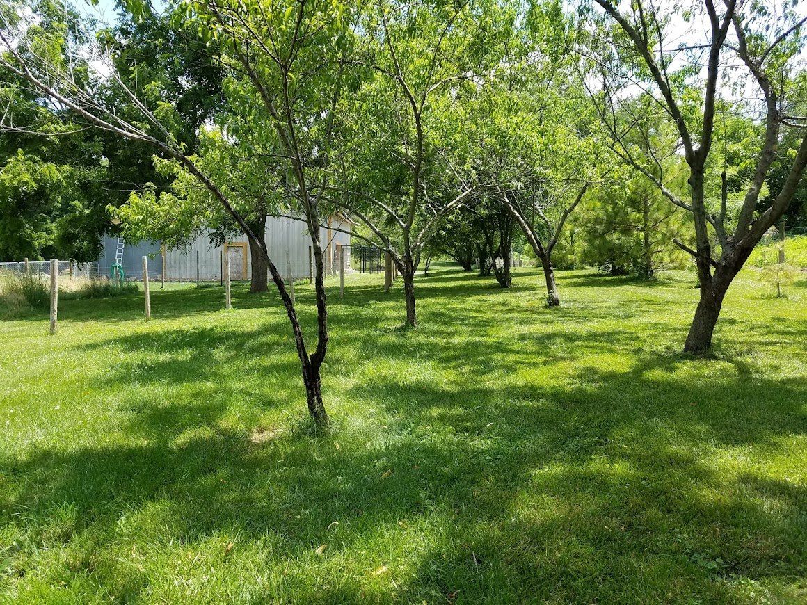 Sunny grassy park with scattered trees and a fence in the background