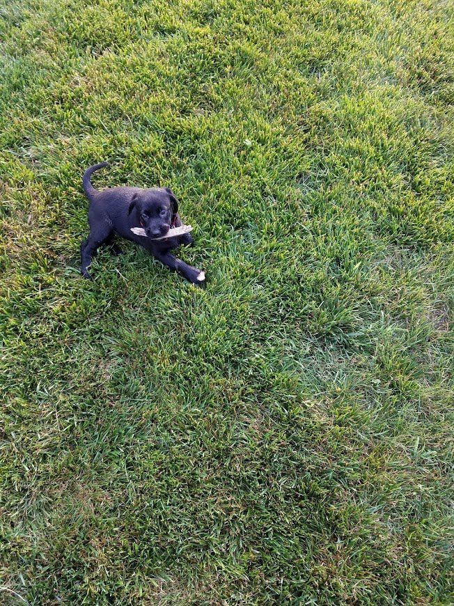 Black dog standing on green grass, looking up with a playful expression.