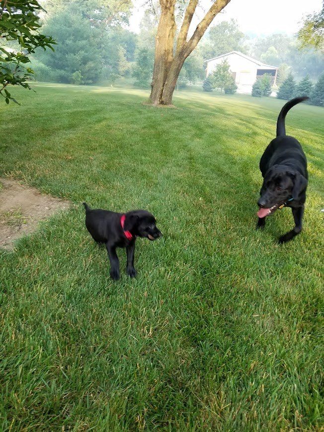 Two black dogs in a grassy yard, one wearing a red collar, near a large tree.