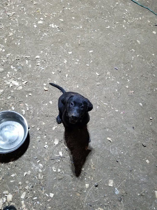 Small black puppy sitting on dirt beside a metal water bowl, looking up.