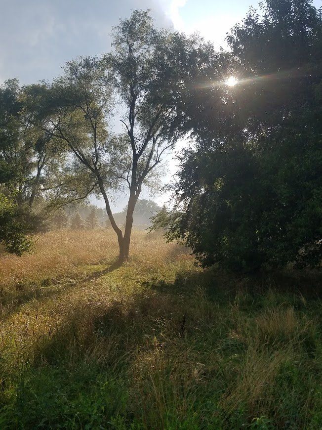 Sunlit grassy field with scattered trees and a bright sky