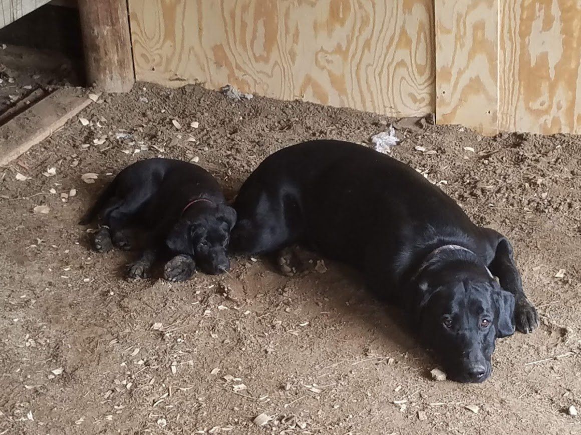 Two black puppies lying on dirt beside a plywood wall.