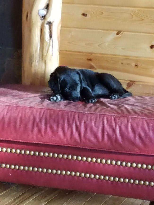 Black dog resting on a red leather cushion in a wooden room.