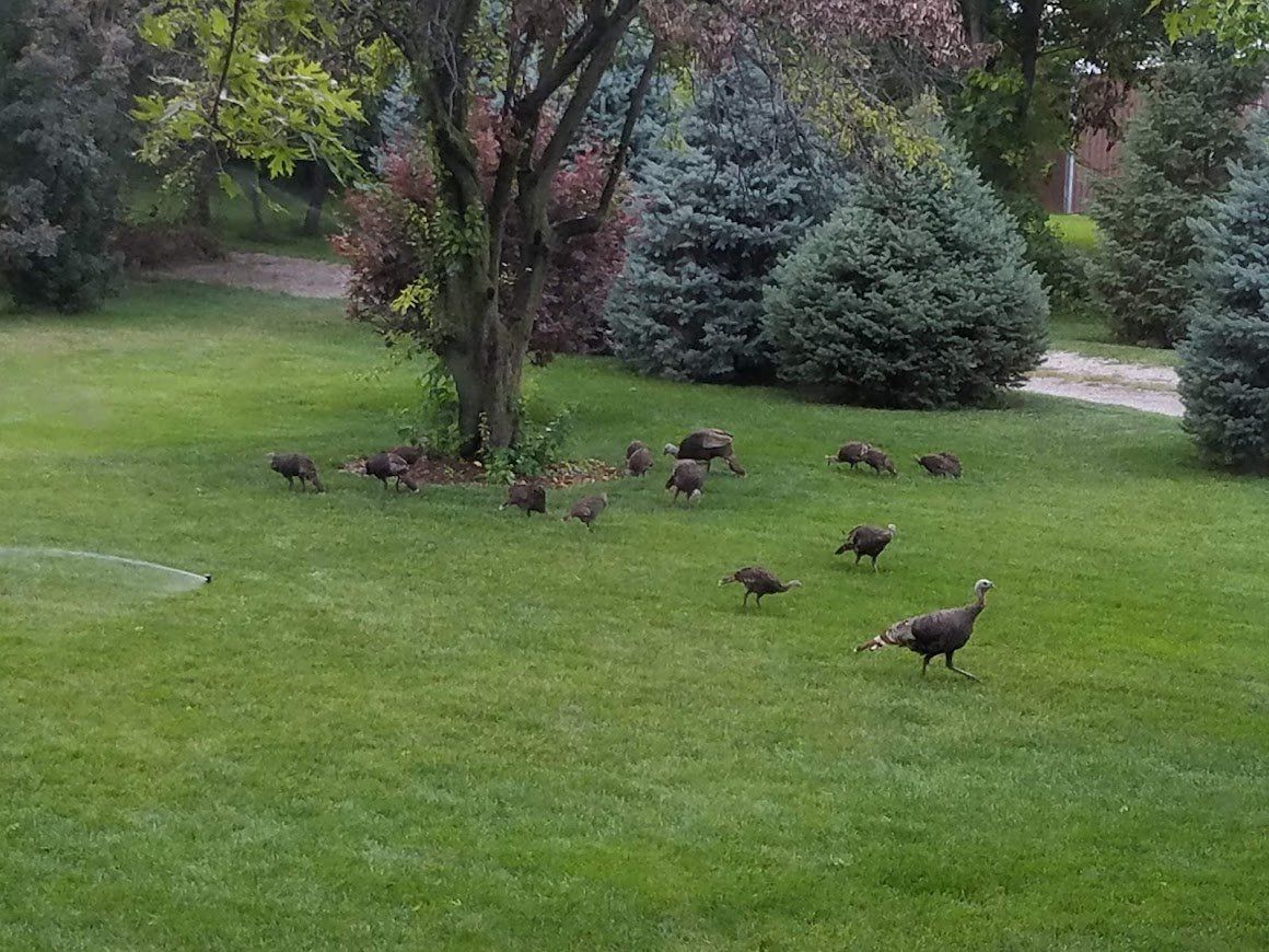 Wild turkeys foraging on a green lawn near trees and a driveway.