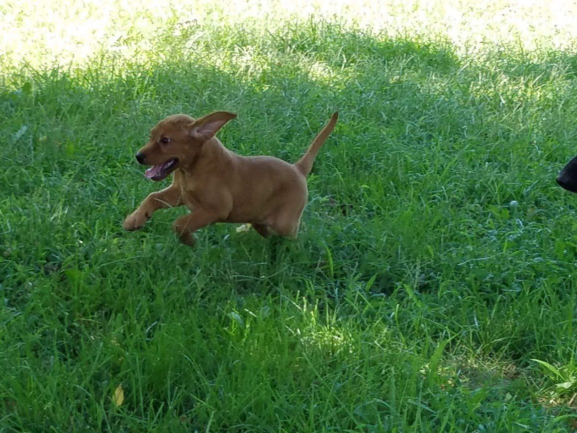 Small brown dog running on green grass with mouth open, in a sunny yard