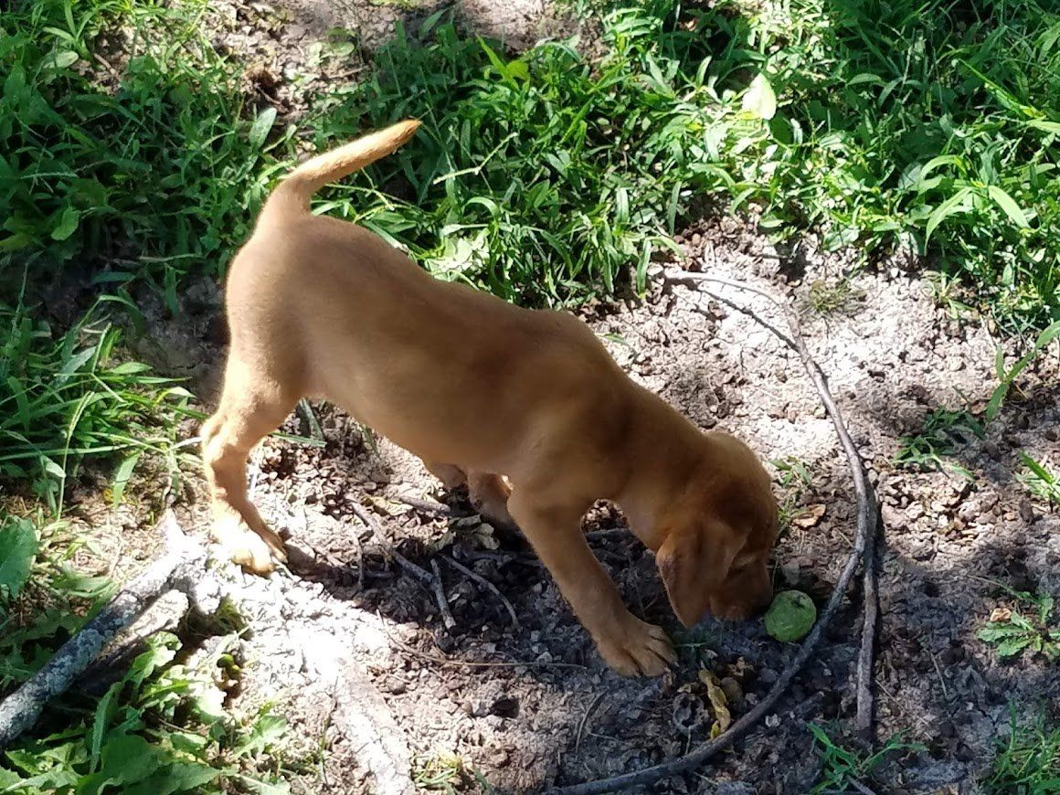 Brown dog sniffing the ground beside a green ball in a grassy dirt area