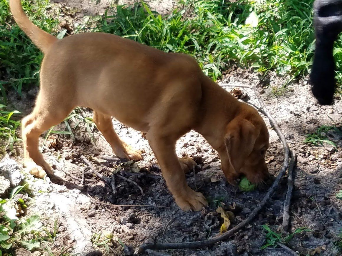 Brown puppy sniffing the ground outdoors near a black hose