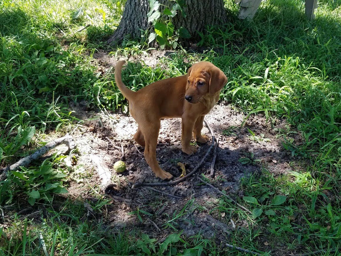 Brown puppy standing on grass and dirt in a shaded yard with a tree trunk nearby