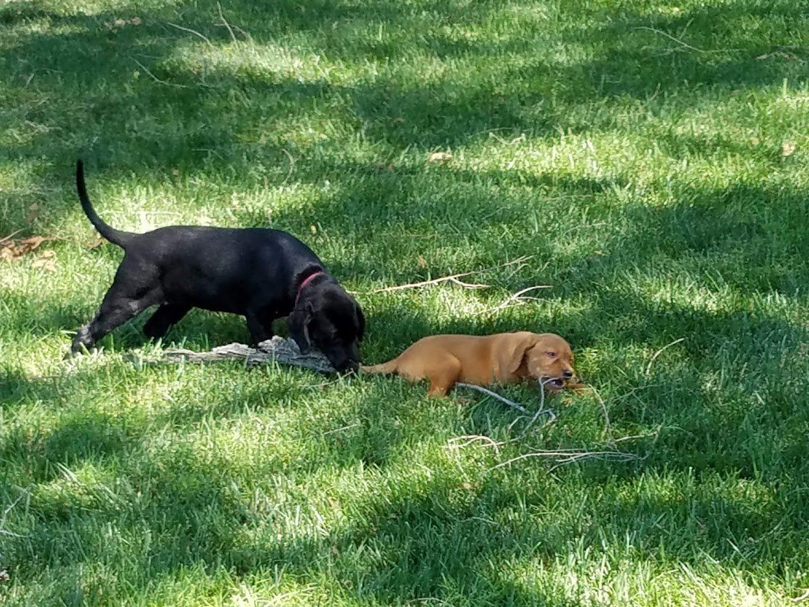 Two puppies sniffing in a grassy yard, one black and one tan
