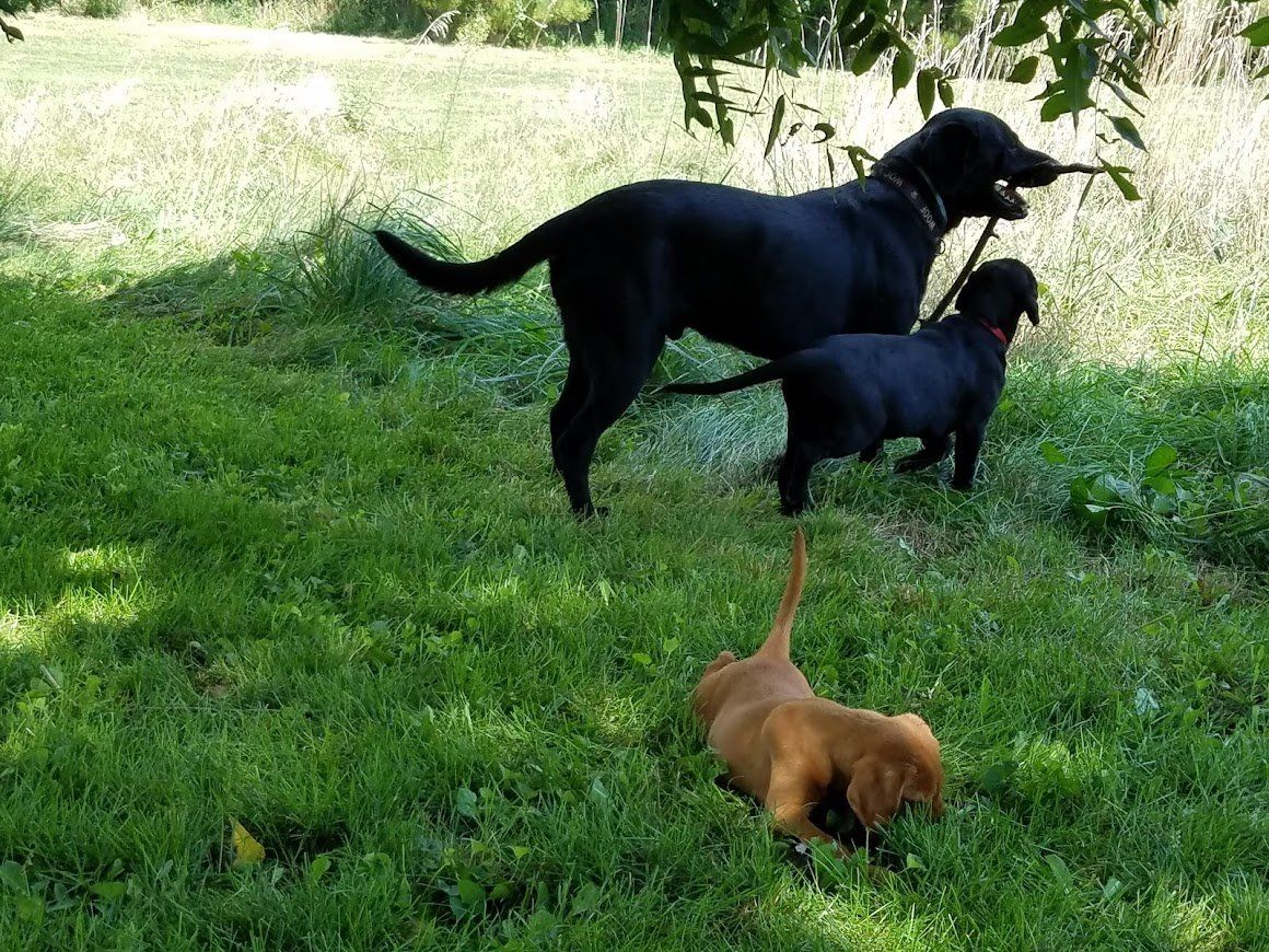 Black dog and puppy in grassy yard with a small brown dog in the foreground